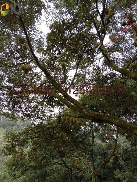 Durian Farm for Sale at Bentong Pahang