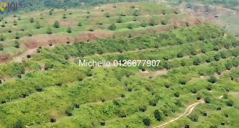 DURIAN MUSANG KING & BLACK THORN| WT POND/STREAM|MELAKA|NEGERI SEMBILAN