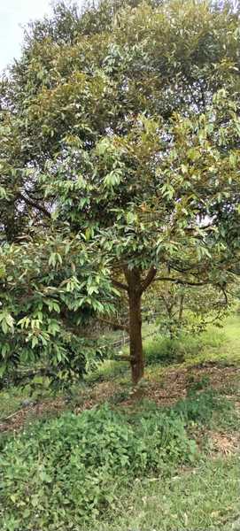 DURIAN MUSANG KING n BLACK THORN|WITH STREAM & POND| NICELY HILL CUT